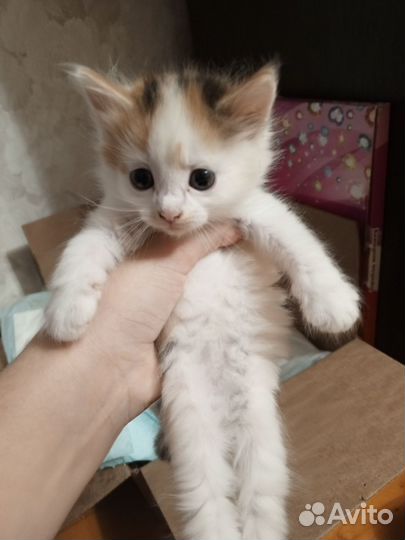 Милые котята в добрые руки