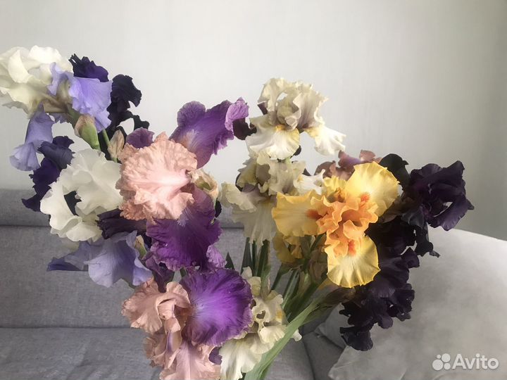 Ирисы сортовые