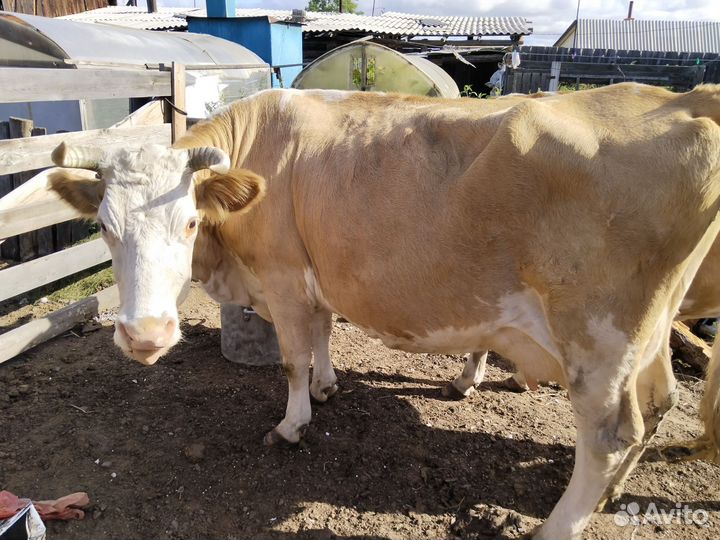 Продажа крс