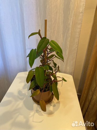 Филодендрон