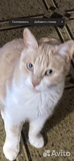 Кошка