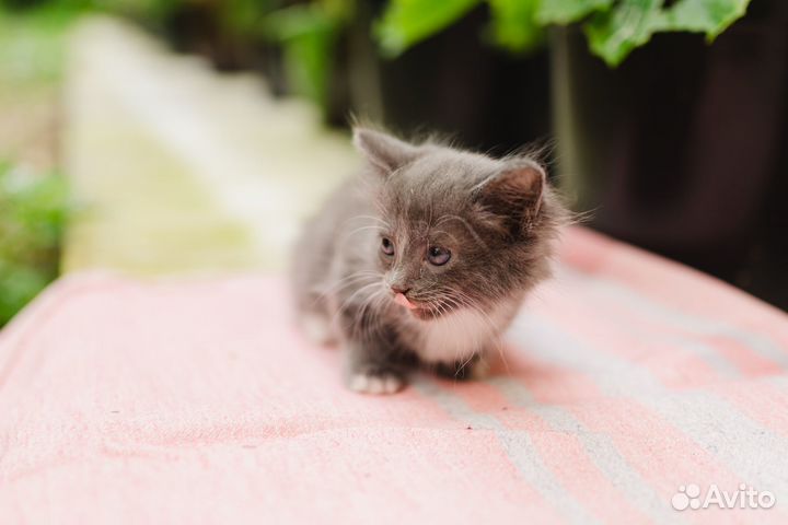 Маленький котёнок 2 мес. в поисках дома