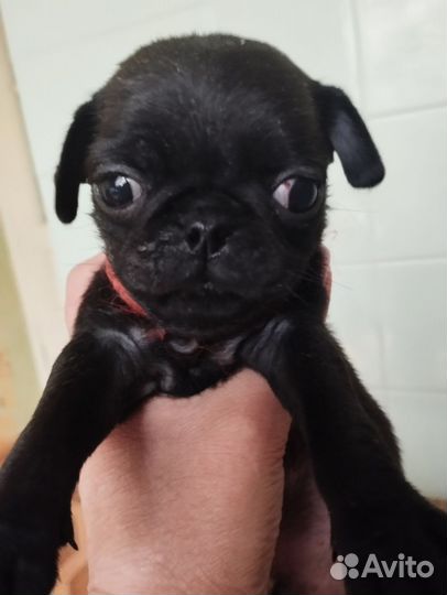 Собаки щенки