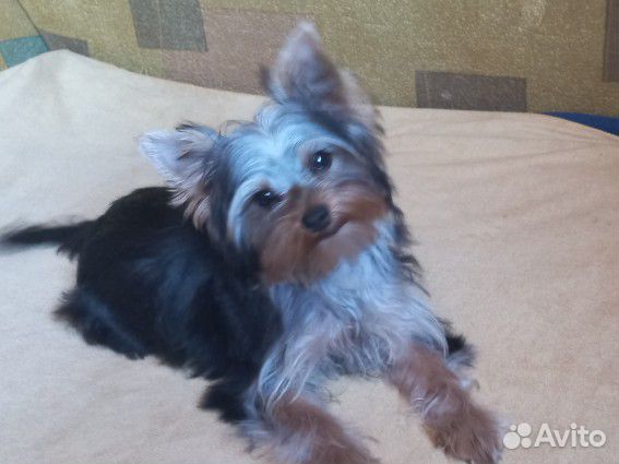 Йоркширский терьер мини беби фейс