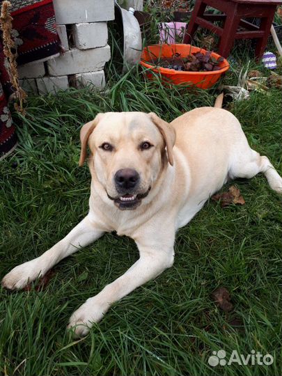 Вязка Лабрадора