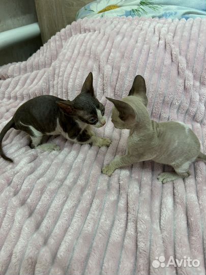 Котята сфинск