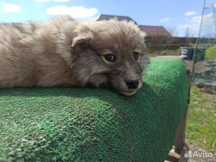 Кутята от хаски