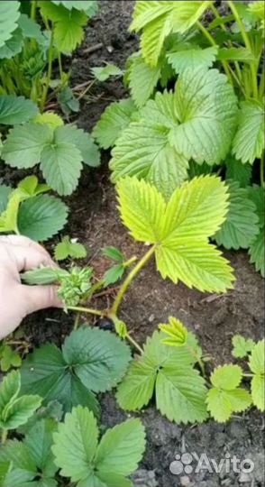 Клубника Азия рассада