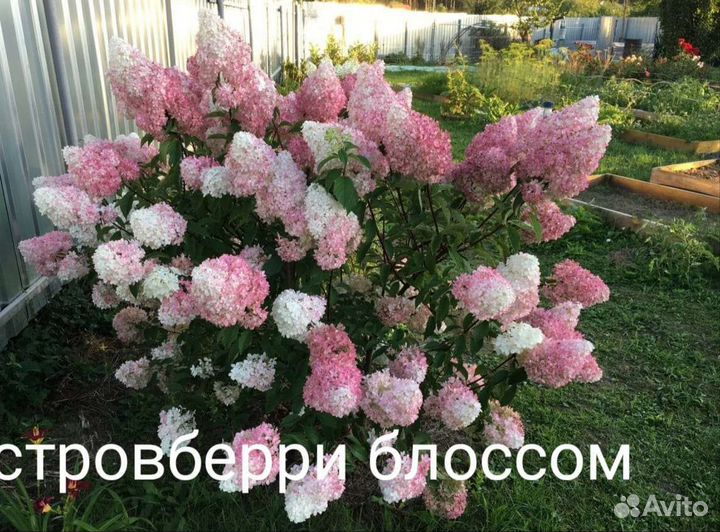 Гортензия метельчатая черенки