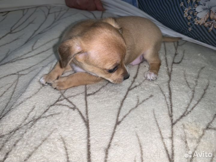 Помесь пекинеса