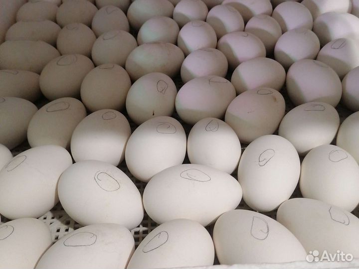 Инкубационное яйцо гусей