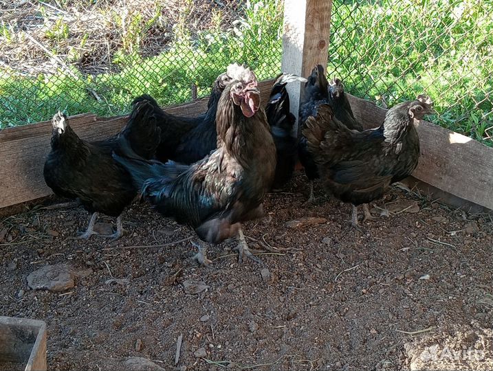 Инкубационное яйцо ухейилюй