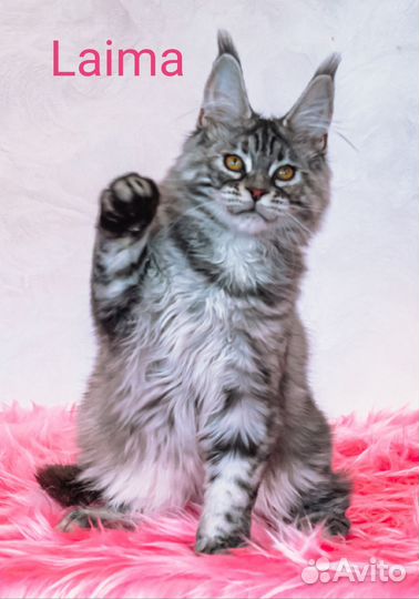 Котята мейн-кун