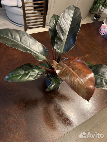 Филодендрон imperial Ред