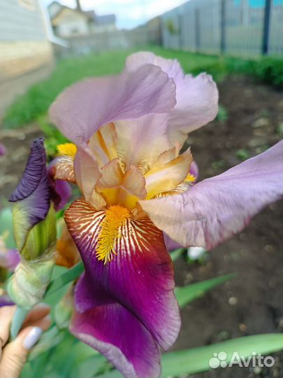Ирисы бородатые сортовые