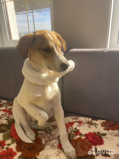 Щенок Малыш 8 месяцев