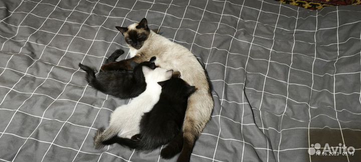 В добрые руки отдаём 2 черных малышей