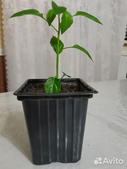 Саженцы декоративного перца Алладин