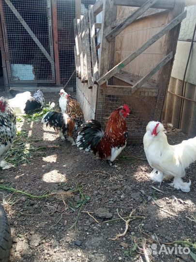 Алтайская бентамка