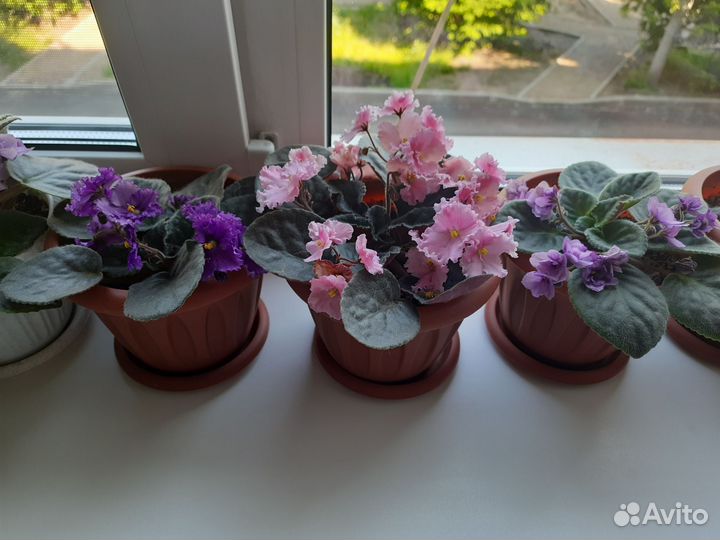 Комнатные цветы