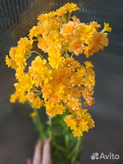 Каланхоэ черенки