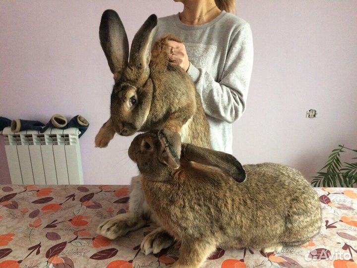 Кролики гиганты