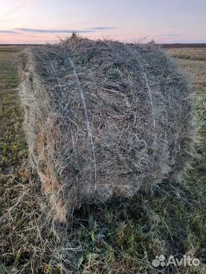 Продам сено в рулонах