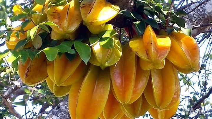 Корамбола семена