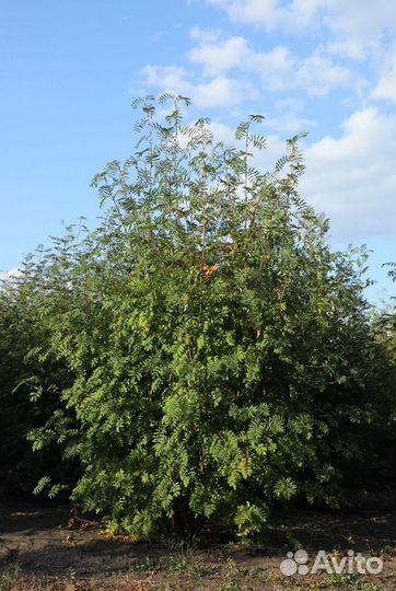 Саженцы Рябина обыкновенная из питомника