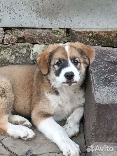 В хорошие руки отдам щенят