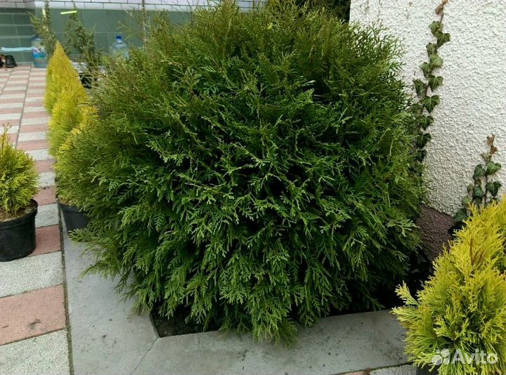 Хвойники и декоративные кустарники