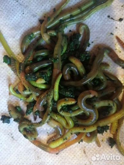 Черви дендробена, старатель