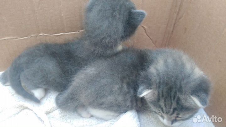 Котята в добрые руки