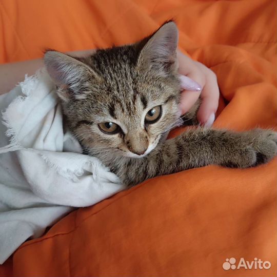 Кошка