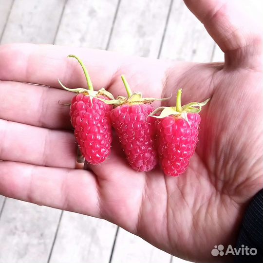 Саженцы малины ремонтантной Похвалинка с зкс