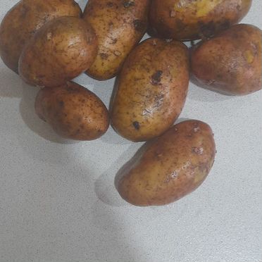 Продам картофель на еду