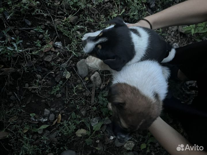 Отдам в добрые руки