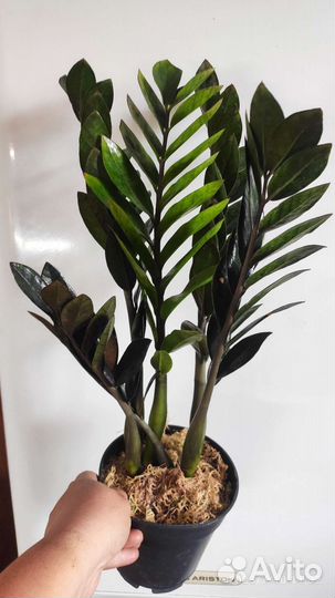 Замиокулькас черный равен