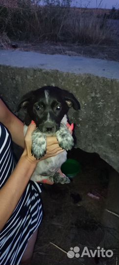 Щенок в добрые руки бесплатно