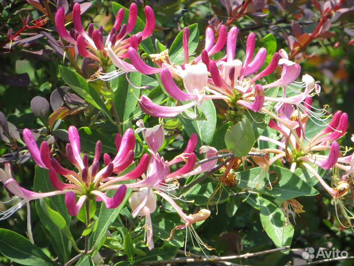 Лианы (подробности в описании)