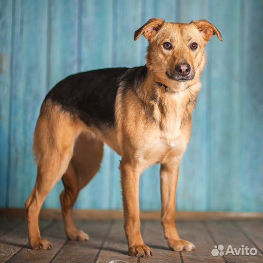 Мишель в добрые руки