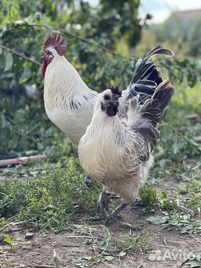 Куры несушки породистые