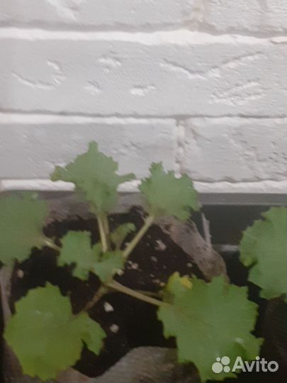 Рассада капусты декоративной капуста