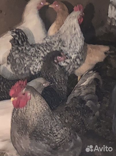 Петушки молодые