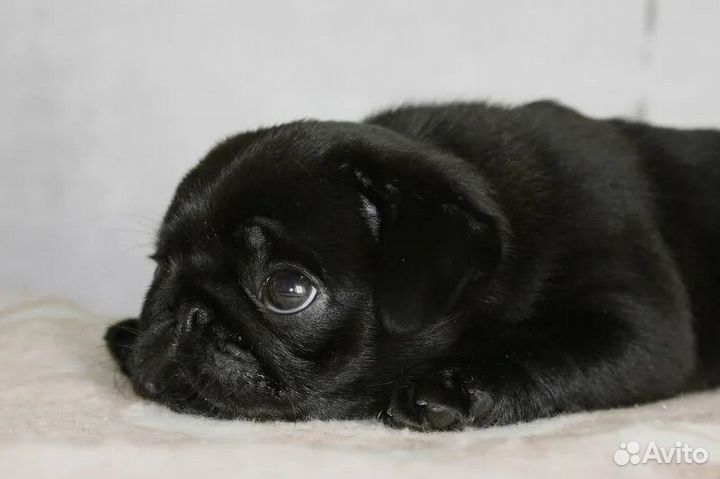 Щенки мопса мини