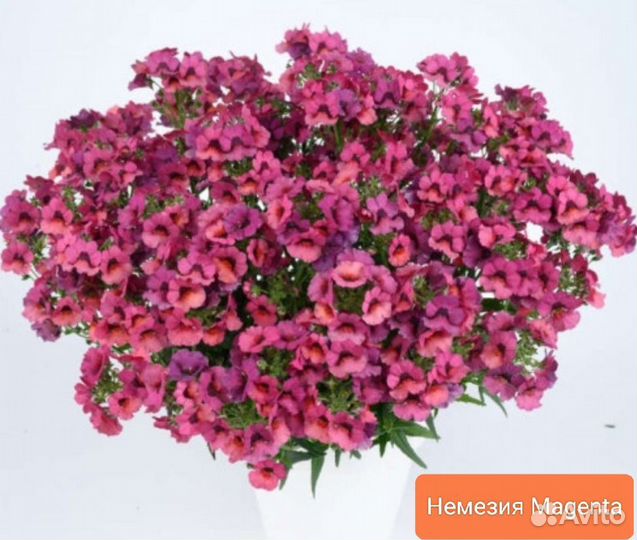 Немезия вегетативная