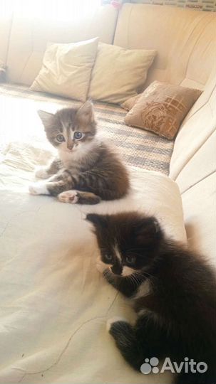 Котята