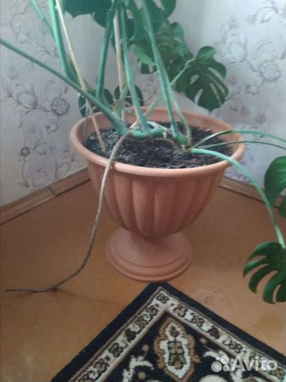 Монстера