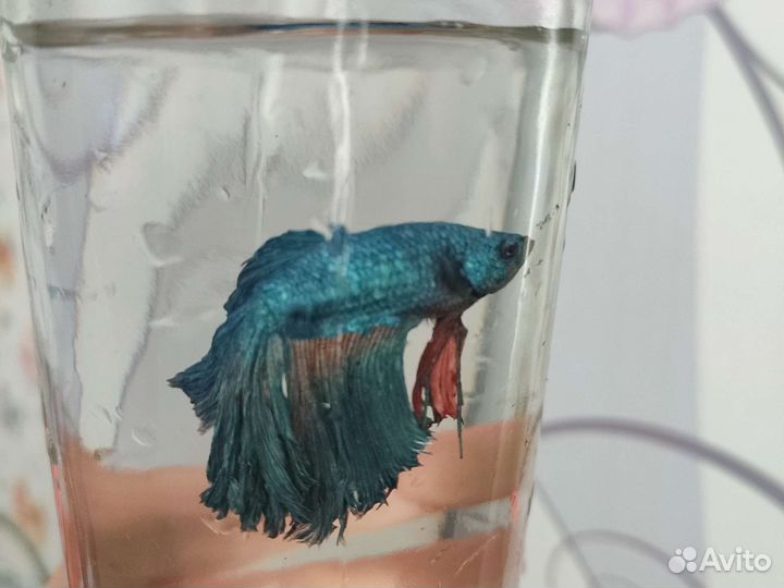 Рыбка петушок самец