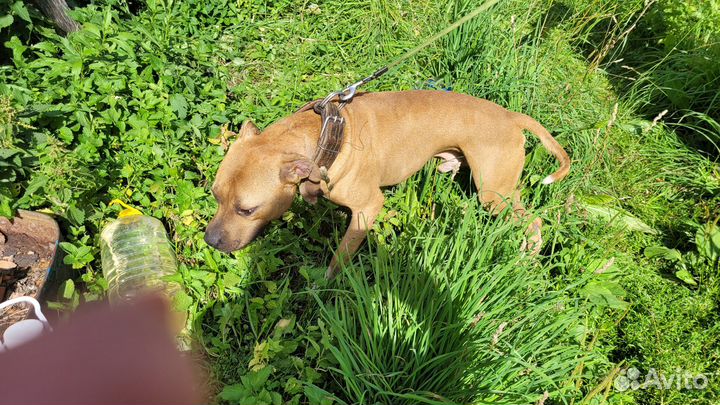 Американский питбультерьер